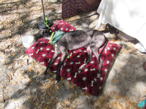 Photo of a dog resting at veg fest